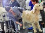 Международная выставка собак в Москве Международная выставка собак в Москве