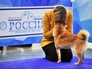 Международная выставка собак в Москве Международная выставка собак в Москве