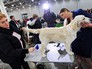 Международная выставка собак в Москве Международная выставка собак в Москве