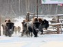 Стадо бизонов выпускают на волю Стадо бизонов выпускают на волю