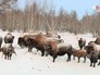 Стадо бизонов выпускают на волю Стадо бизонов выпускают на волю