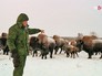 Стадо бизонов выпускают на волю Стадо бизонов выпускают на волю