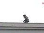 Стрельба во время протестов на Майдане Стрельба во время протестов на Майдане