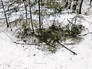 Место ночевки потерявшихся в лесу подростков Место ночевки потерявшихся в лесу подростков