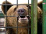 Медведь в клетке Медведь в клетке
