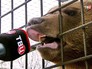 Медведь ревет в микрофон Медведь ревет в микрофон