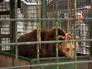 Медведь в вольере Медведь в вольере