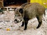 Кабан в вольере Кабан в вольере