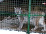 Рысь в вольере Рысь в вольере