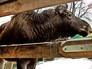 Лол в вольере Лол в вольере