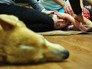 Зоотерапия для детей с проблемами в развитии Зоотерапия для детей с проблемами в развитии