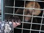 Отправка медведей Миши и Маши в Липецкий зоопарк Отправка медведей Миши и Маши в Липецкий зоопарк