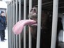 Отправка медведей Миши и Маши в Липецкий зоопарк Отправка медведей Миши и Маши в Липецкий зоопарк