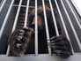 Отправка медведей Миши и Маши в Липецкий зоопарк Отправка медведей Миши и Маши в Липецкий зоопарк