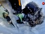 Жители Ямала спасли замерзающего щенка Жители Ямала спасли замерзающего щенка