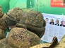 Военнослужащие приняли участие в досрочном голосовании Военнослужащие приняли участие в досрочном голосовании