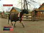 В нижегородском зоопарке одели нубийских коз к морозам В нижегородском зоопарке одели нубийских коз к морозам