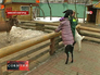 Сотрудники нижегородского зоопарка одели нубийских коз к морозам Сотрудники нижегородского зоопарка одели нубийских коз к морозам