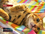 Кошка на выставке Кошка на выставке