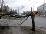 Сломанное дерево на одной из улиц Омска Сломанное дерево на одной из улиц Омска