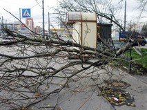 Штормовой ветер в Санкт-Петербурге повалил деревья