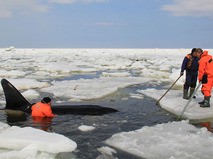 Спасение косаток в Охотском море