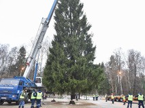 В Домодедовском районе Подмосковье срубили главную ёлку страны