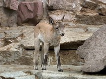 Дагестанский тур в зоопарке