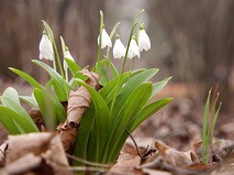 Подснежники