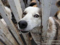 Приют для бездомных собак