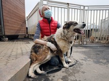 Волонтеры в приюте для бездомных животных