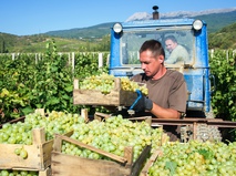 Сбор винограда в Крыму