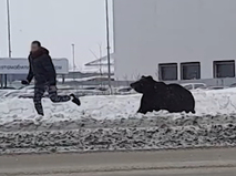 Медведь бежит за человеком