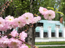 Цветущий миндаль в парке искусств "Музеон"