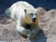 Белая медведица из Якутии по имени Томпа в Московском зоопарке
