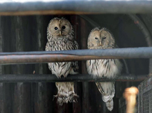Птенцы длиннохвостой неясыти в Московском зоопарке