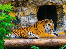 Праздничный обед тигра Степана в Московском зоопарке