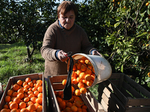 Сбор мандаринов в Абхазии  