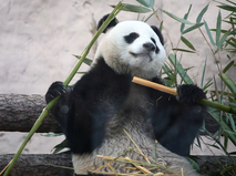 Панда в Московском зоопарке 