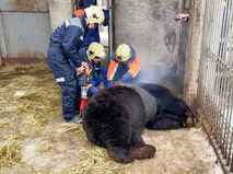 Спасение застрявшего в шине медведя в подмосковном парке "Русь"