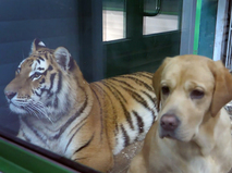 Лабрадор в вольере с тиграми
