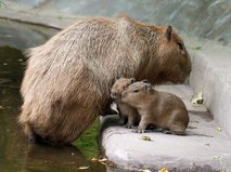 У пары капибар в Московском зоопарке родились трое детенышей