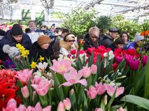 Тюльпаны в "Аптекарском огороде"