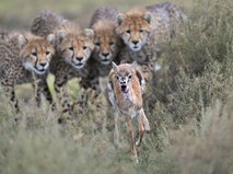 Эволюция жизни на Земле. Вечная гонка вооружений