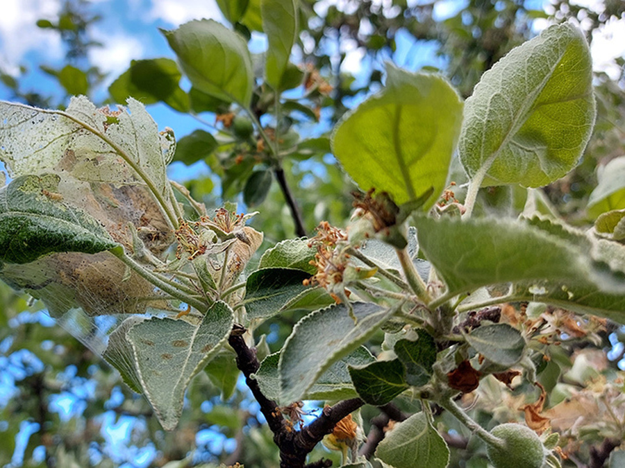 Гусеницы на яблоне в паутине фото