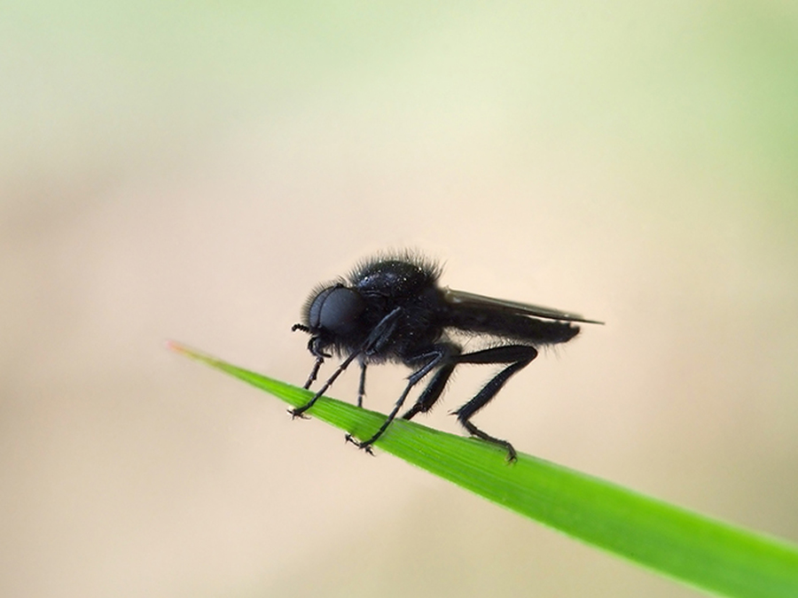 Почему мухи жужжат