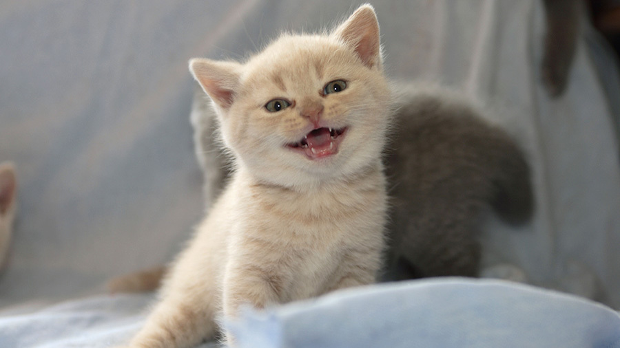 О чём мурчат кошки : Включи настроение
