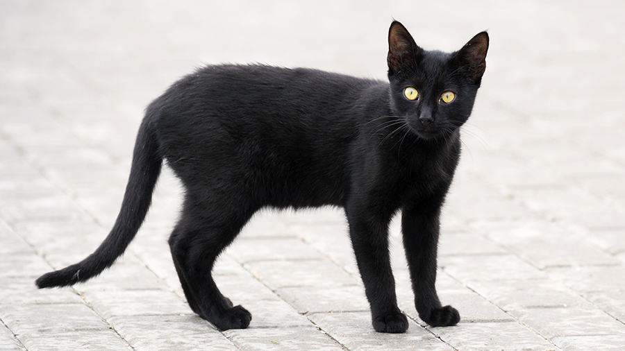 Чёрный кот : Включи настроение
