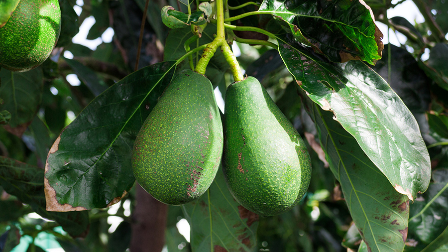 Популярный авокадо. Зелёный фрукт похожий на авокадо.