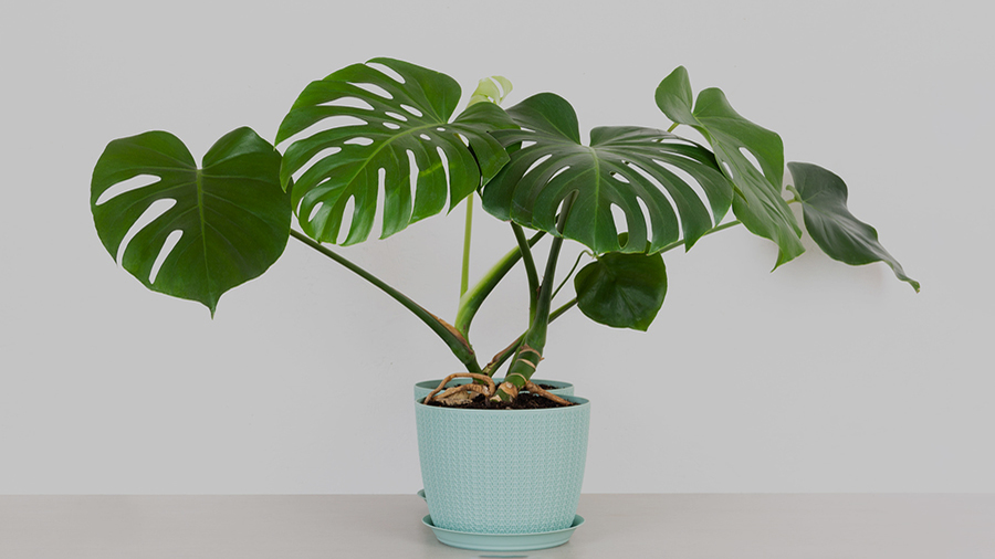 монстера диффенбахия ядовитые. монстера фикус бегония. ядовитые комнатные растения монстера. монстера диффенбахия. монстера комнатное растение описание.